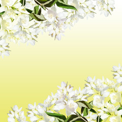 Fototapeta na wymiar Beautiful floral background of Jasmine. Isolated