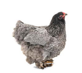brahma chicken and parrot