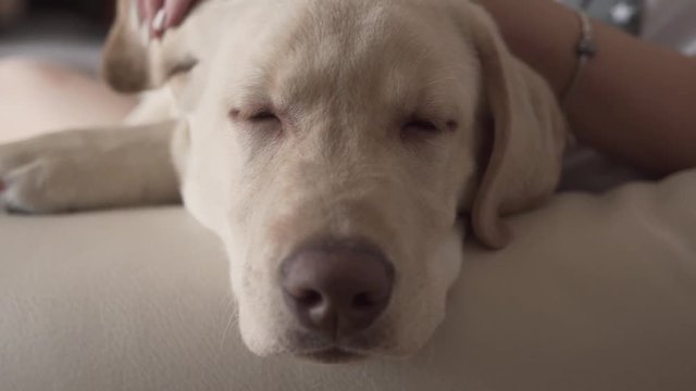 Close-up picture of a dog's face, who has his eyes closed and is sleeping. His female owner is caressing him.