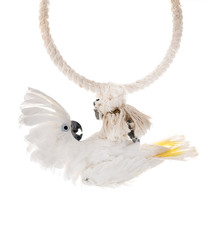 Obraz premium White cockatoo in studio