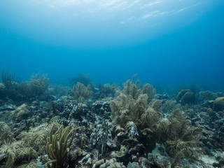 Fototapeta na wymiar Seascape of coral reef in the Caribbean Sea around Curacao at dive site Watamula with various corals and sponges