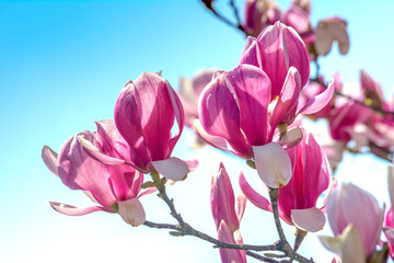 Branch of Magnolia Flowers