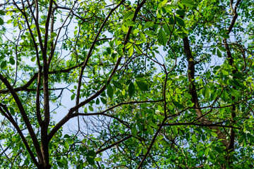 Background of nature