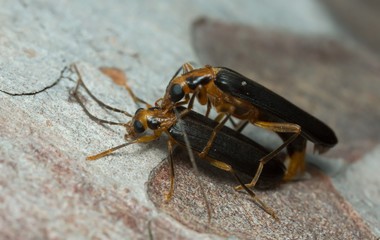 Mating false blister beetles, Nacerdes carniolica on wood