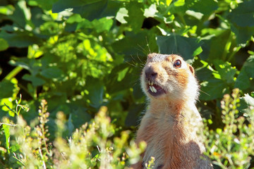 fluffy cute gopher sitting on a green meadow on a sunny day, closeup