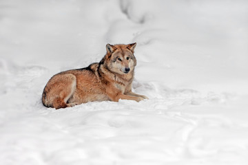 adult fluffy big wolf in the wild in winter
