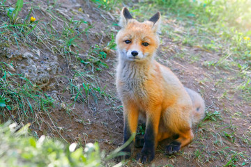 young small beautiful fluffy fox walks in the meadow on a warm sunny day