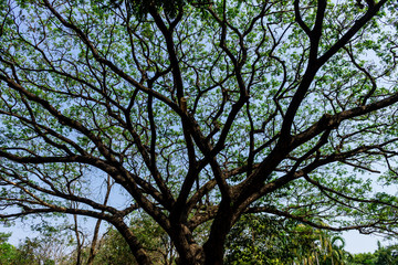 Background of nature