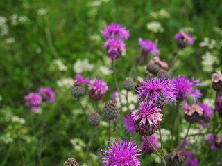 Brown knapweed in the meadow