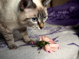 siamese cat eating a rose
