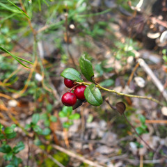ripe cowberry on the bush