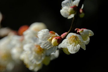 plum tree flower