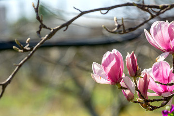 Branch of Magnolia Flowers