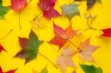 Colorful autumn maple leaves on a yellow background