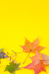 Colorful autumn maple leaves on a yellow background