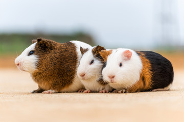 Three guinea pigs huddled together to doze off