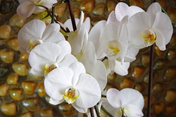 White beautiful blooming orchid. White petals on a beautiful background of seashells.