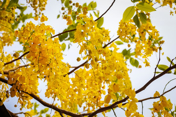 Fototapeta premium Golden shower(Cassia fistula) in Thailand .