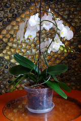 On the table is a white orchid in a transparent pot. Beautiful background.