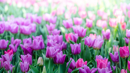 Beautiful pink tulips in the spring time