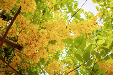 Golden shower(Cassia fistula) in Thailand .