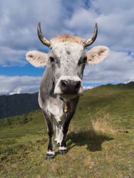 Kuh, Tiroler Grauvieh auf einer Alm im Wipptal