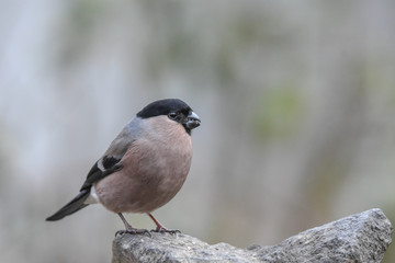 Dompfaff