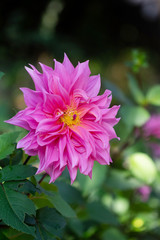 Closeup pink dahlia flower in garden