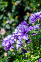 purple petunia flowers in the garden in Spring time