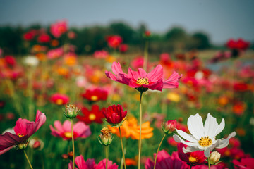 beautiful landscape image with cosmos flower field at sunset.