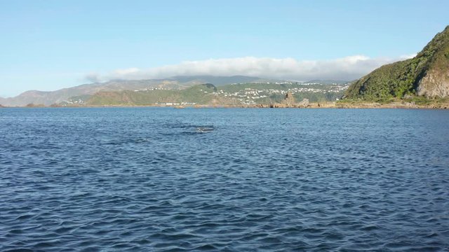 Common dolphin pod at Moa Point bay, Wellington New Zealand. 4k