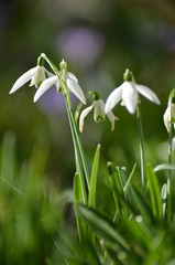Fototapeta premium Schneeglökchen