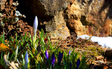 Crocus (plural: crocuses or croci) is a genus of flowering plants in the iris family. Flowers close-up on a blurred natural background. The first spring flower in the garden