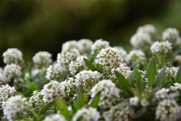 She beat a housefly in the garden, a macro photo