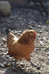 Zwerghuhn braun