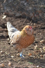 Zwerghuhn