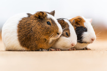 Three guinea pigs huddled together to doze off