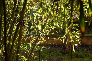 arbol