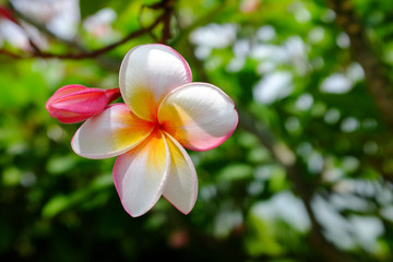 Frangipani flower , yellow pink and white with natural green background