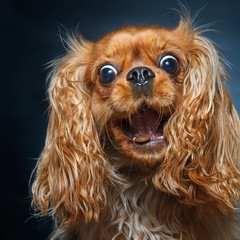 Happy ruby cavalier king charles spaniel catching treats.