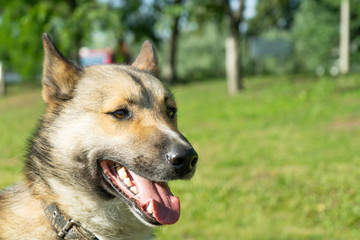 Fototapeta premium Beautiful portrait of a dog. Siberian Laika. Beautiful husky. The dog is man's best friend.