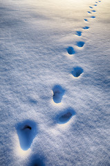 Human footprints in the snow.