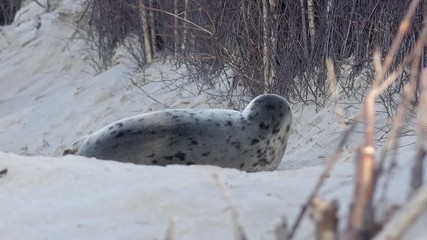 grey seals lying in the dunes in germany