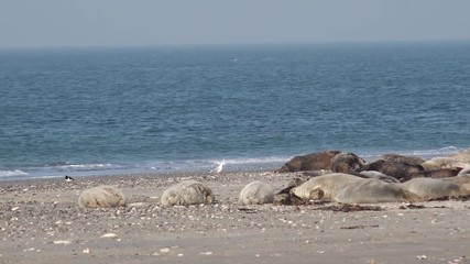 grey seals lying on coast in germany 
