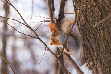 Squirrel eating a nut on a tree in winter