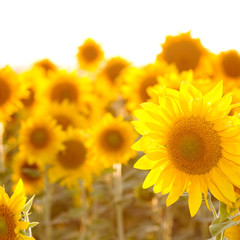 Obraz premium Girasoles