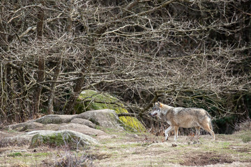 European Grey Wolves in forest