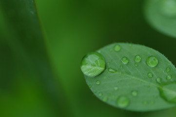 葉に水滴