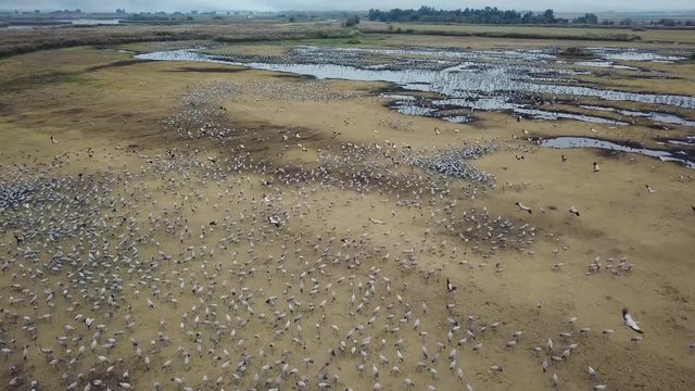 Lake Hula. Cranes. National Reserve. Israel.