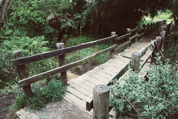 wooden bridge in the forest